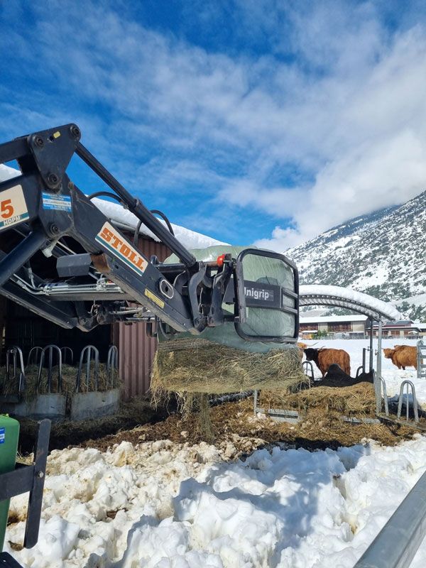 Heu für die Hochlandrinder