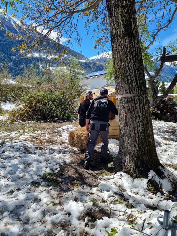 Frisches Stroh für die Esel